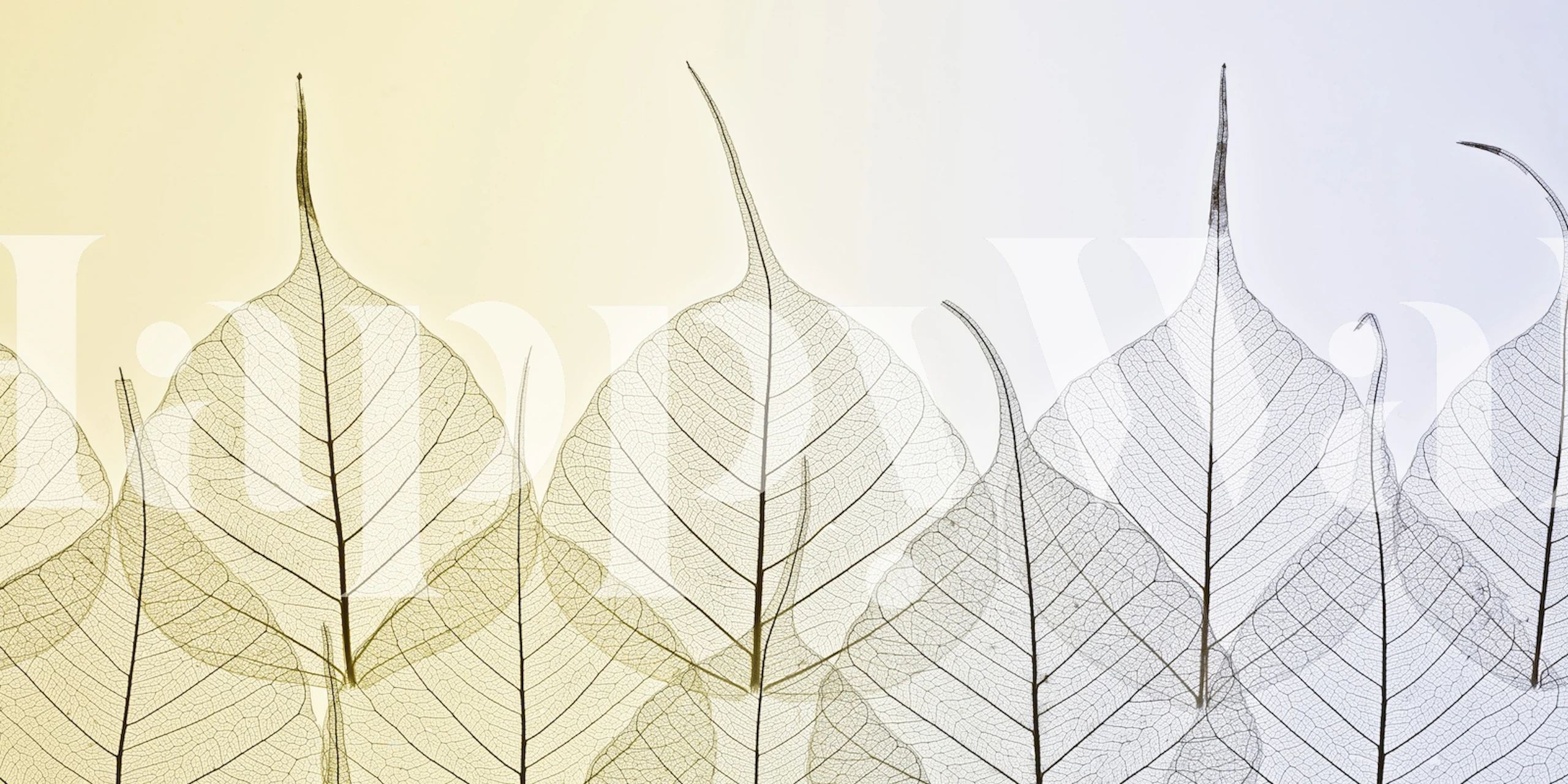 Translucent leaf patterns in soft gradient colors wallpaper