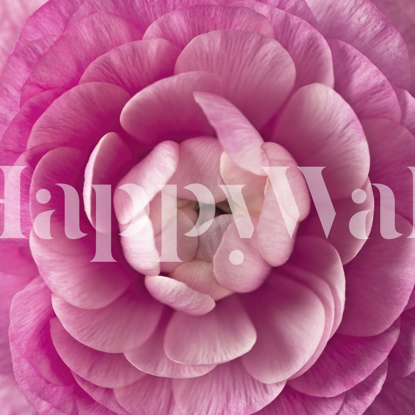 Pink Ranunculus wallpaper - Free shipping | Happywall