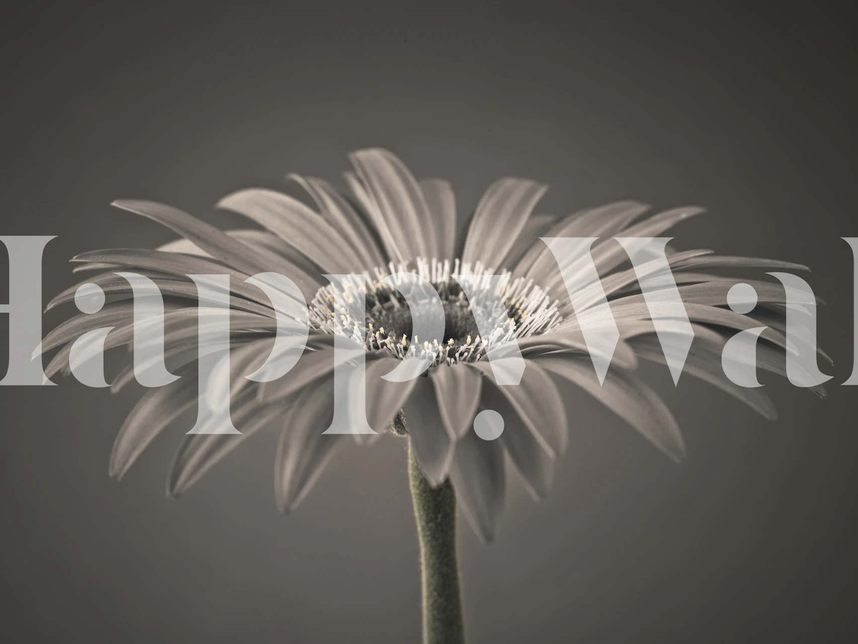Radiant Gerbera wallpaper in a room