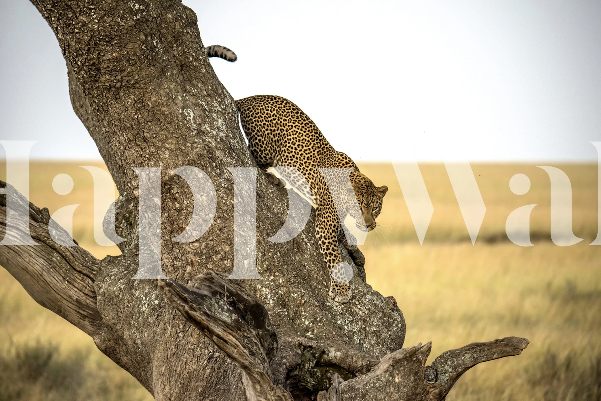 Leopard climbing a tree in the Serengeti