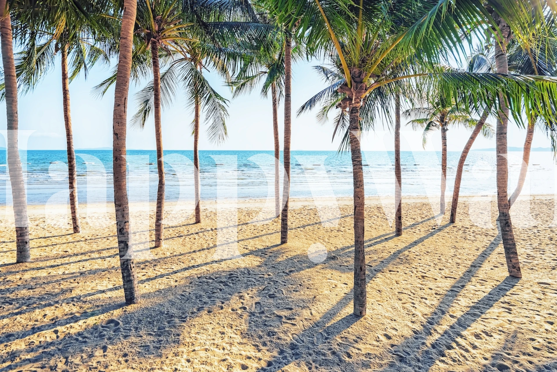 Palm trees with shadows on sandy beach and ocean wallpaper
