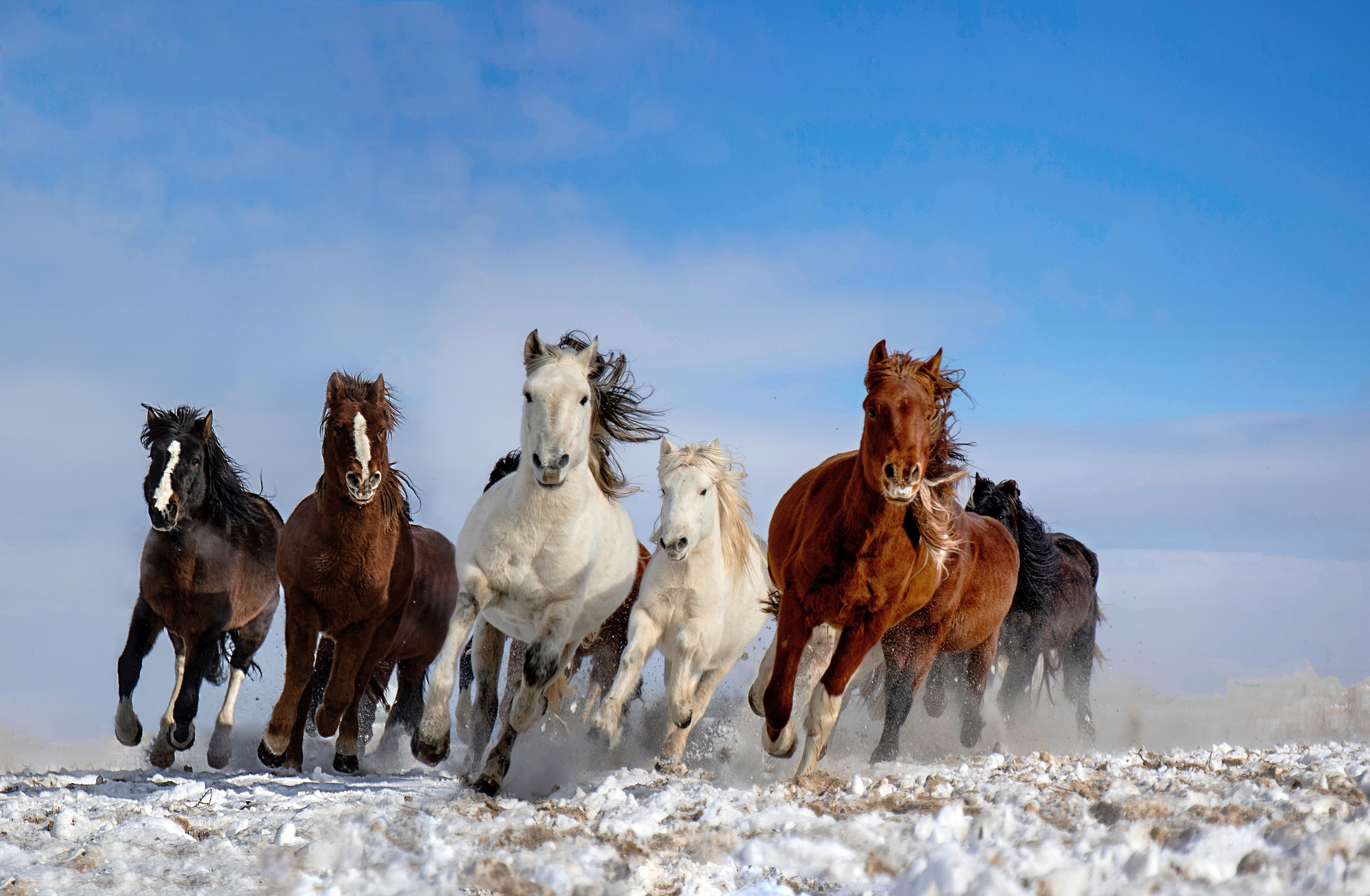 Mongolia Horses Wallpaper - Stunning Horse Wallpapers | Happywall