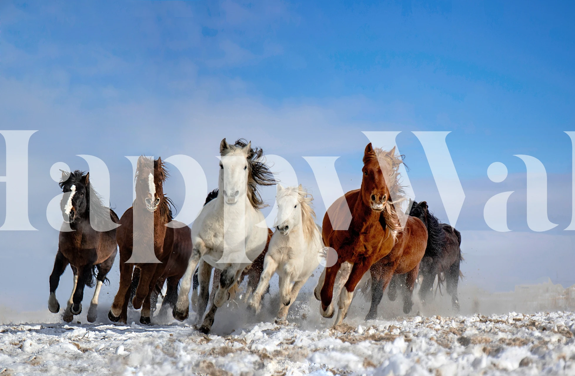 Eight galloping horses in snow against a blue sky wallpaper