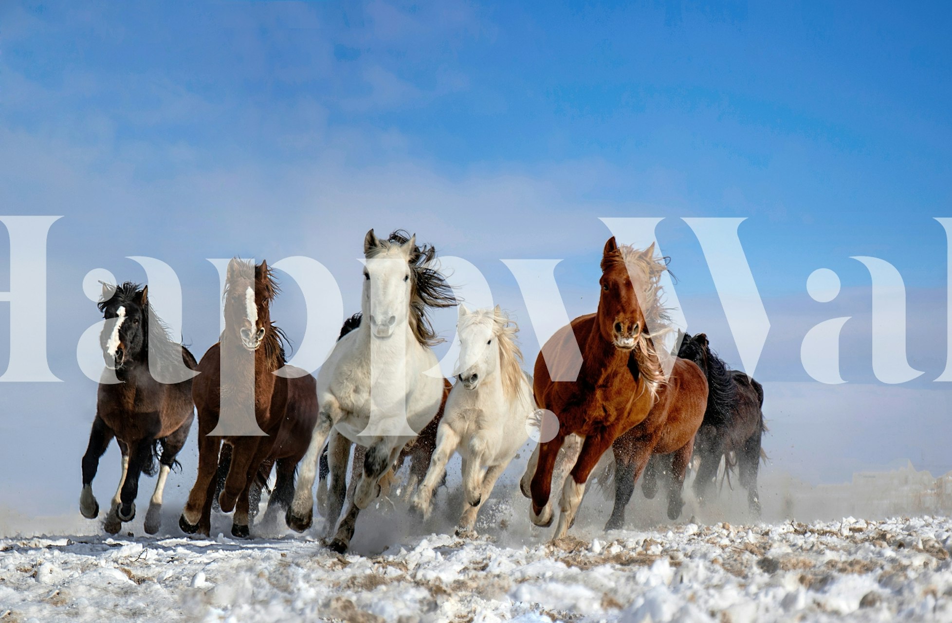 Eight galloping horses in snow against a blue sky wallpaper