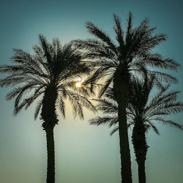 Silhouette of Palm trees