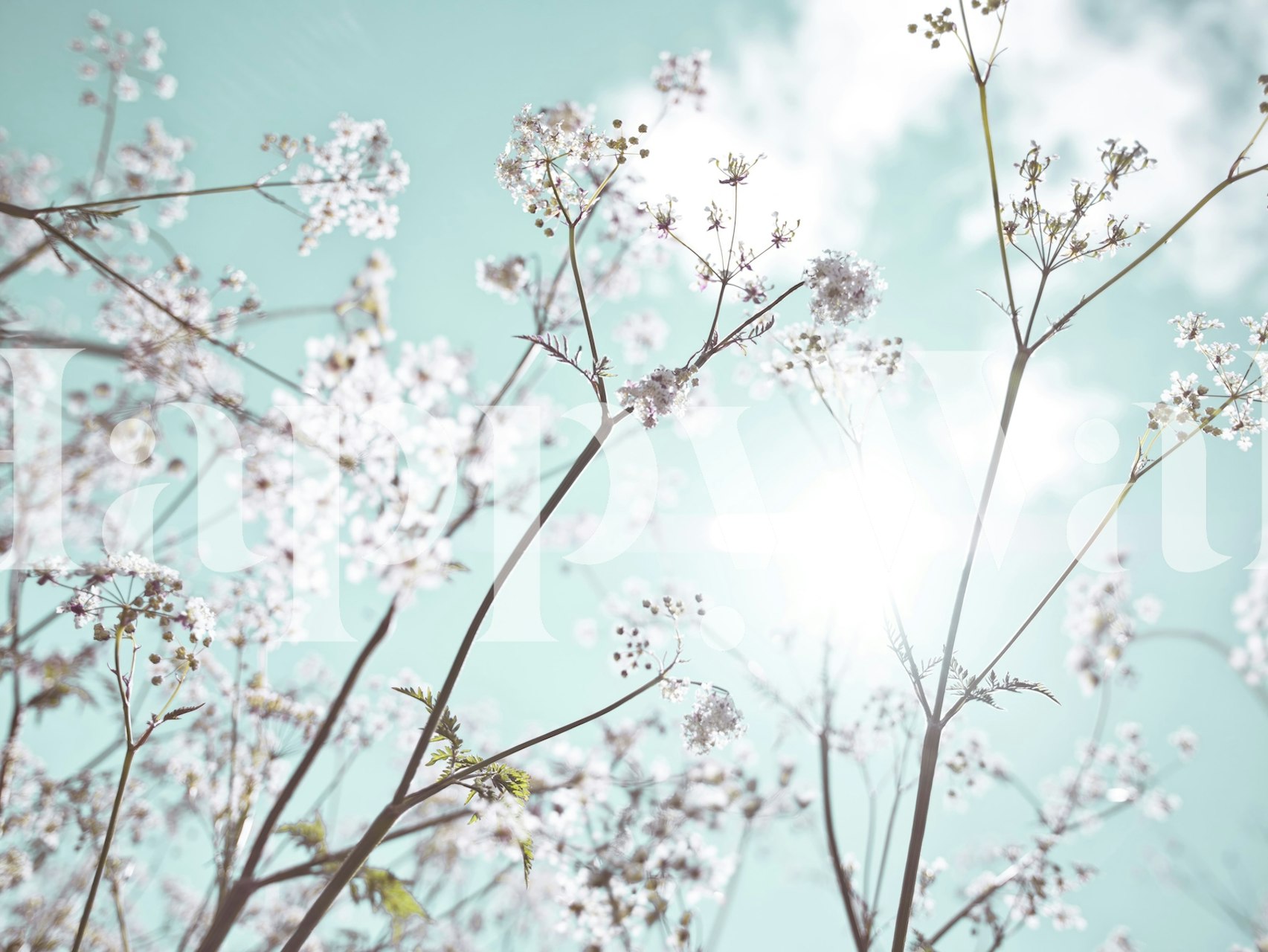 Delicate white cow parsley flowers against a light blue sky wallpaper