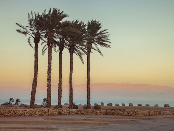 Palm trees on beach