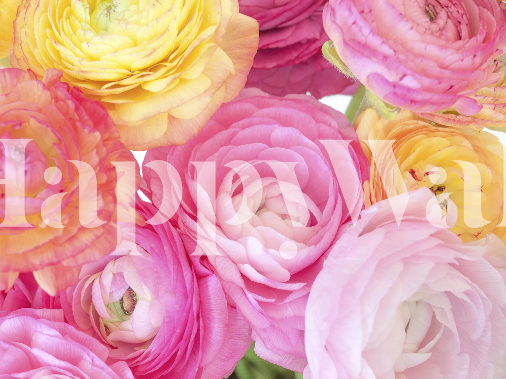 Fotomurais paisagistícos Ranúnculo em cor pastel