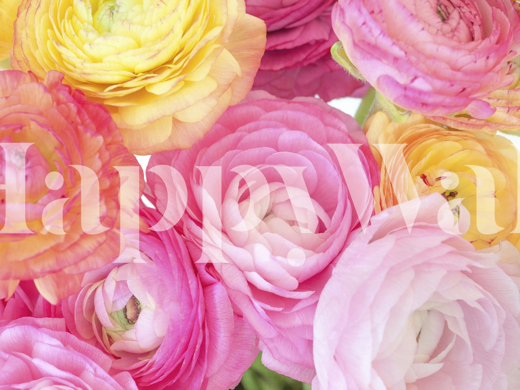 Fotomurais paisagistícos Ranúnculo em cor pastel