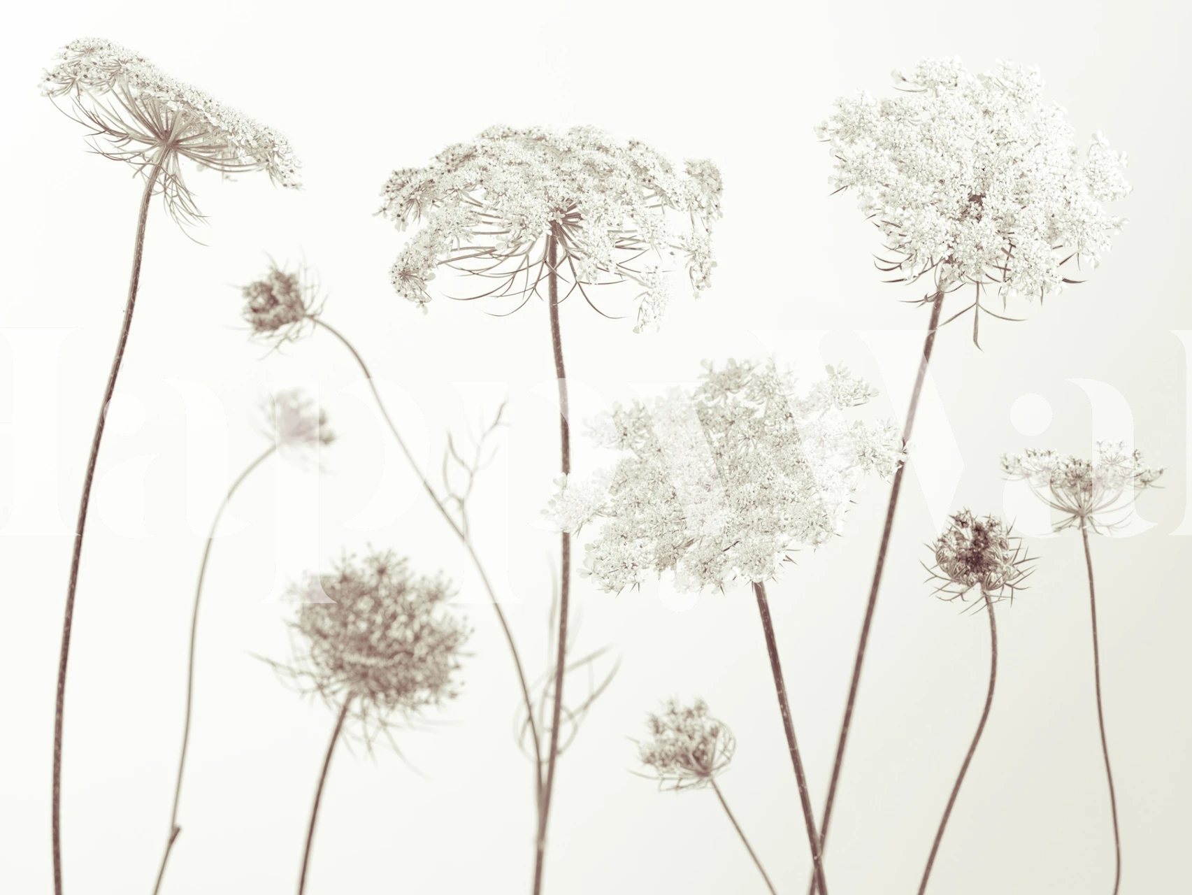 Ethereal wildflowers wall mural in neutral tones