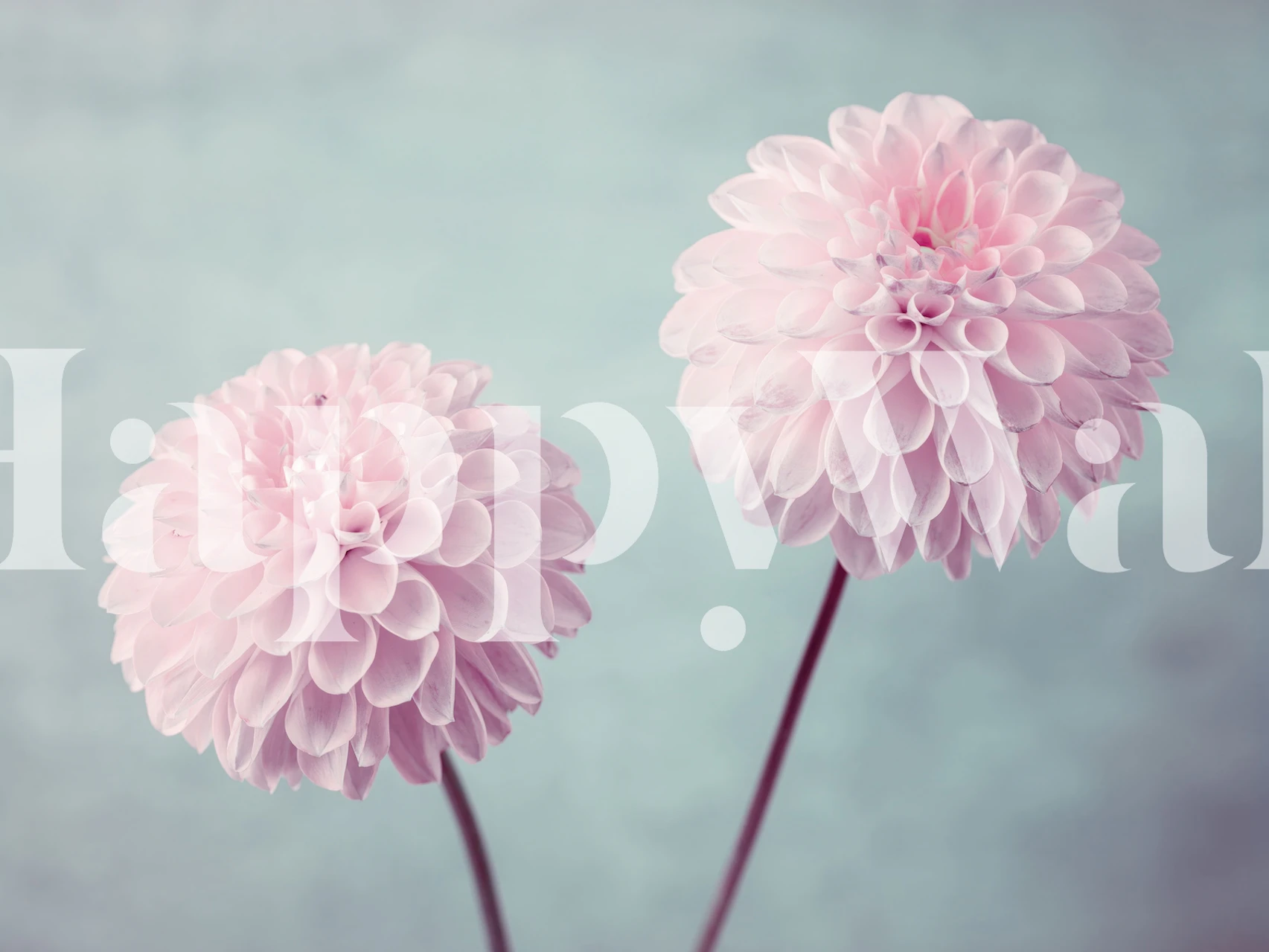 A pair of pink flowers against a teal background in Delicate Splendor wall mural