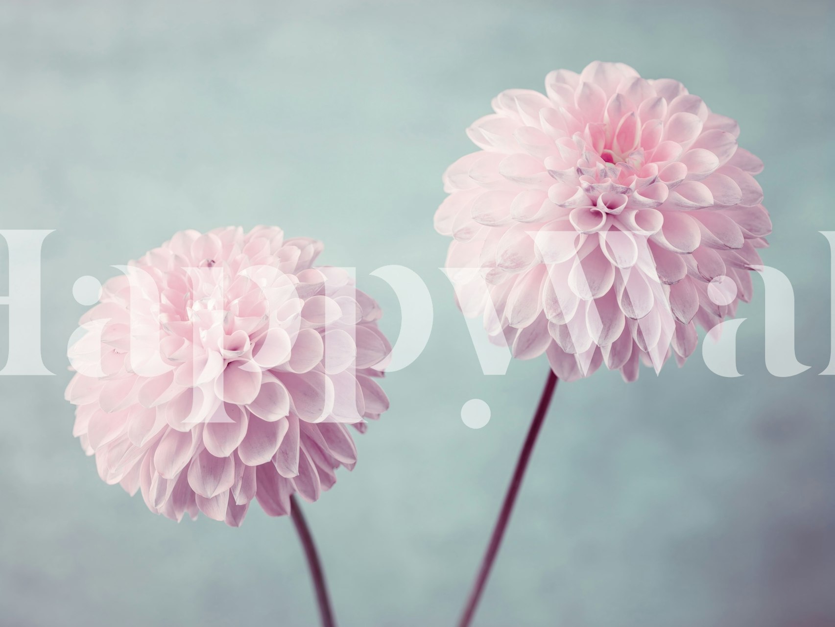 A pair of pink flowers against a teal background in Delicate Splendor wall mural