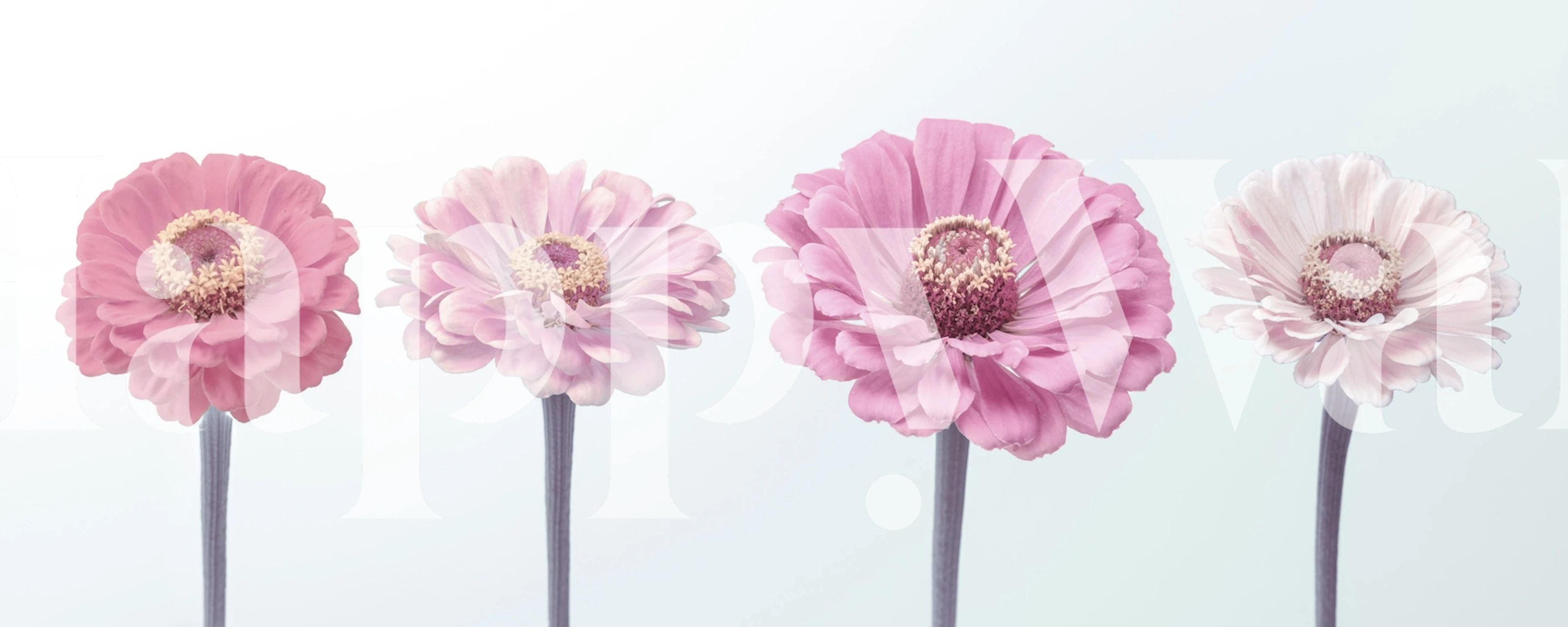 Pink floral wallpaper featuring large blooms in soft shades