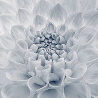 Captivating Dahlia wallpaper