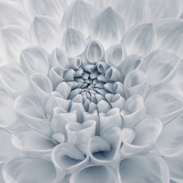 Captivating Dahlia