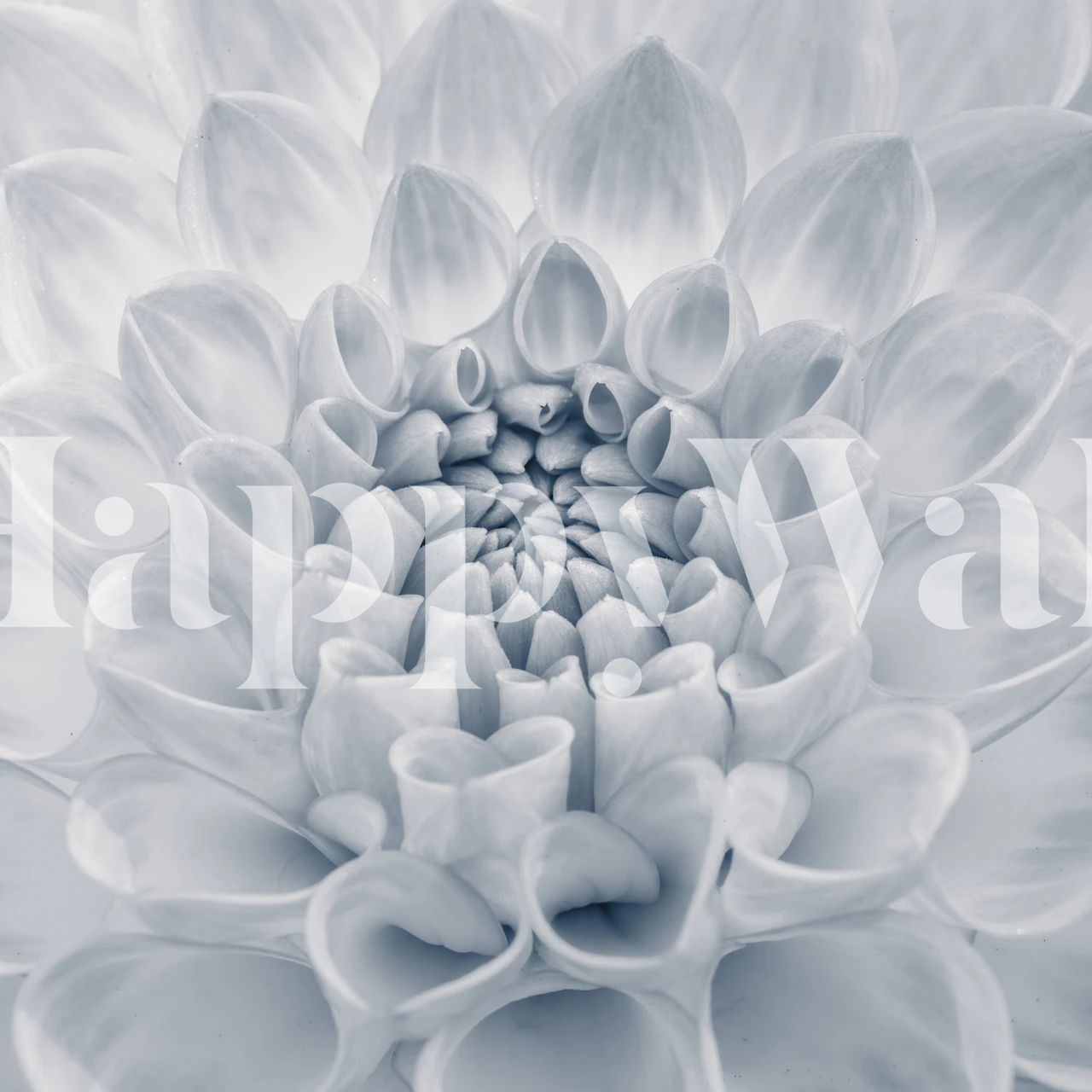 Close-up of a white dahlia flower, intricate petals, floral wallpaper