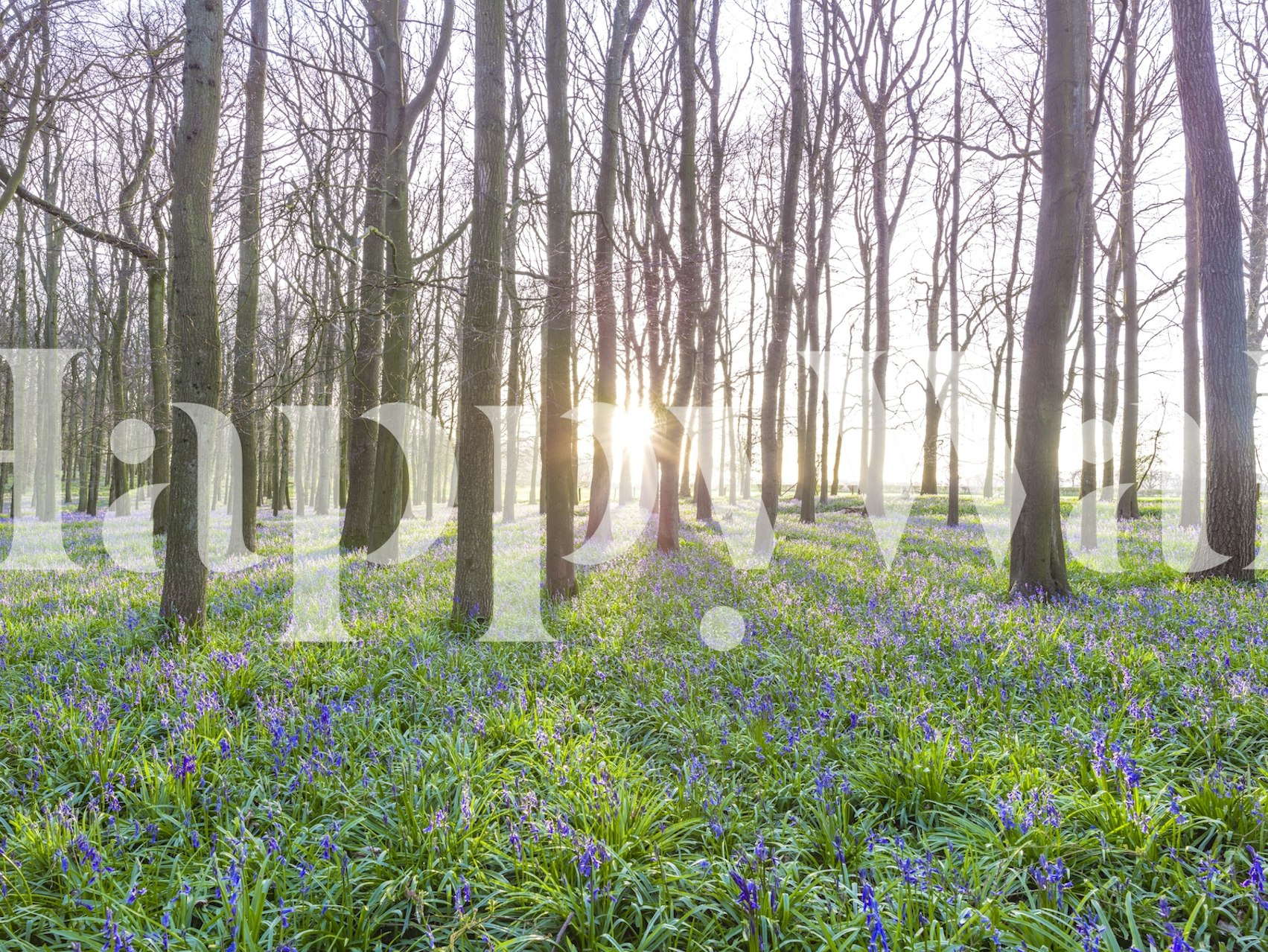 Fototapete: Ein ruhiger Wald mit Sonnenlicht, das durch Bäume strömt, und Glockenblumen auf dem Boden.
