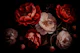 Red Opulent Moody Baroque Night Peonies 2