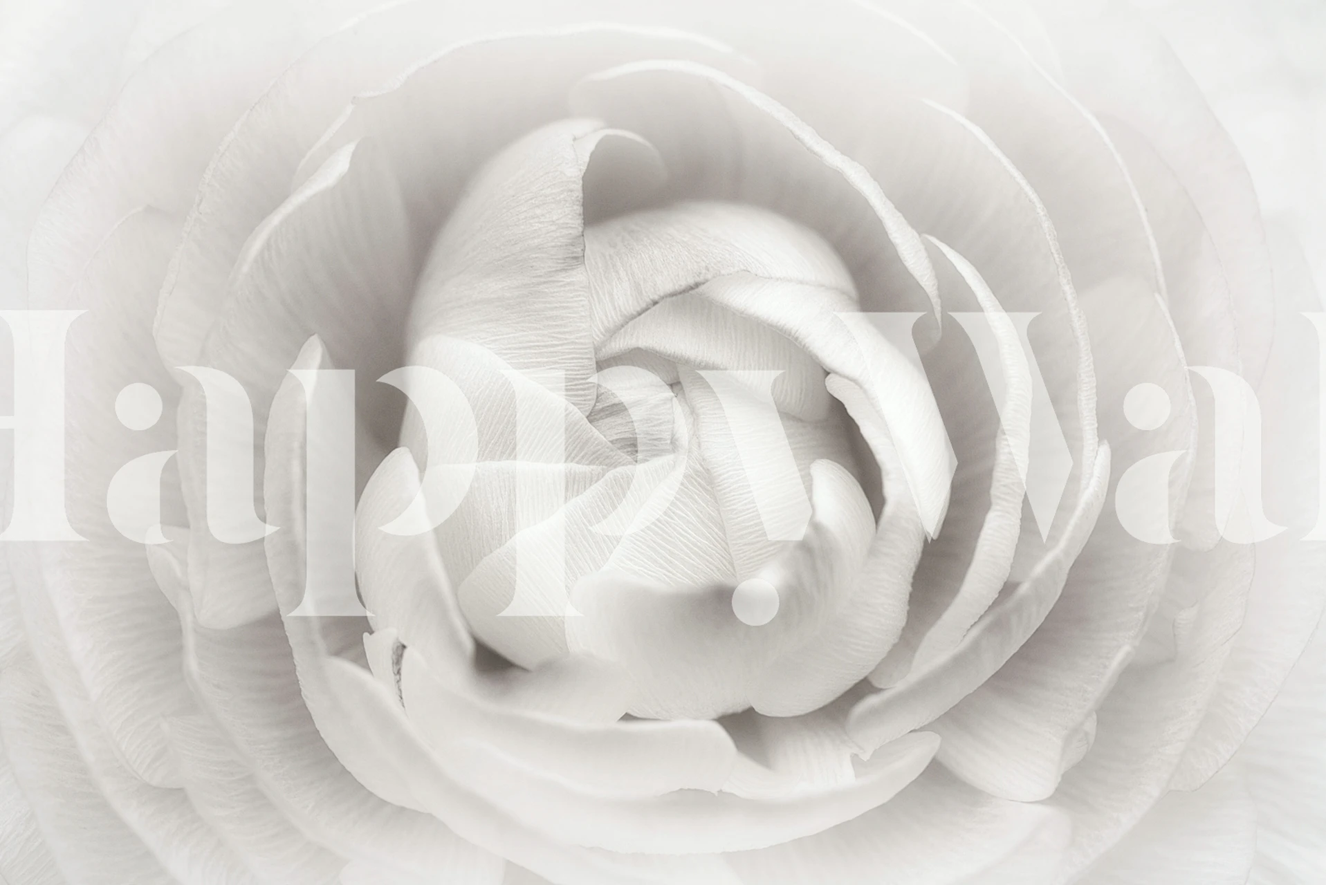 Ranunculus blomster tapet i et rum