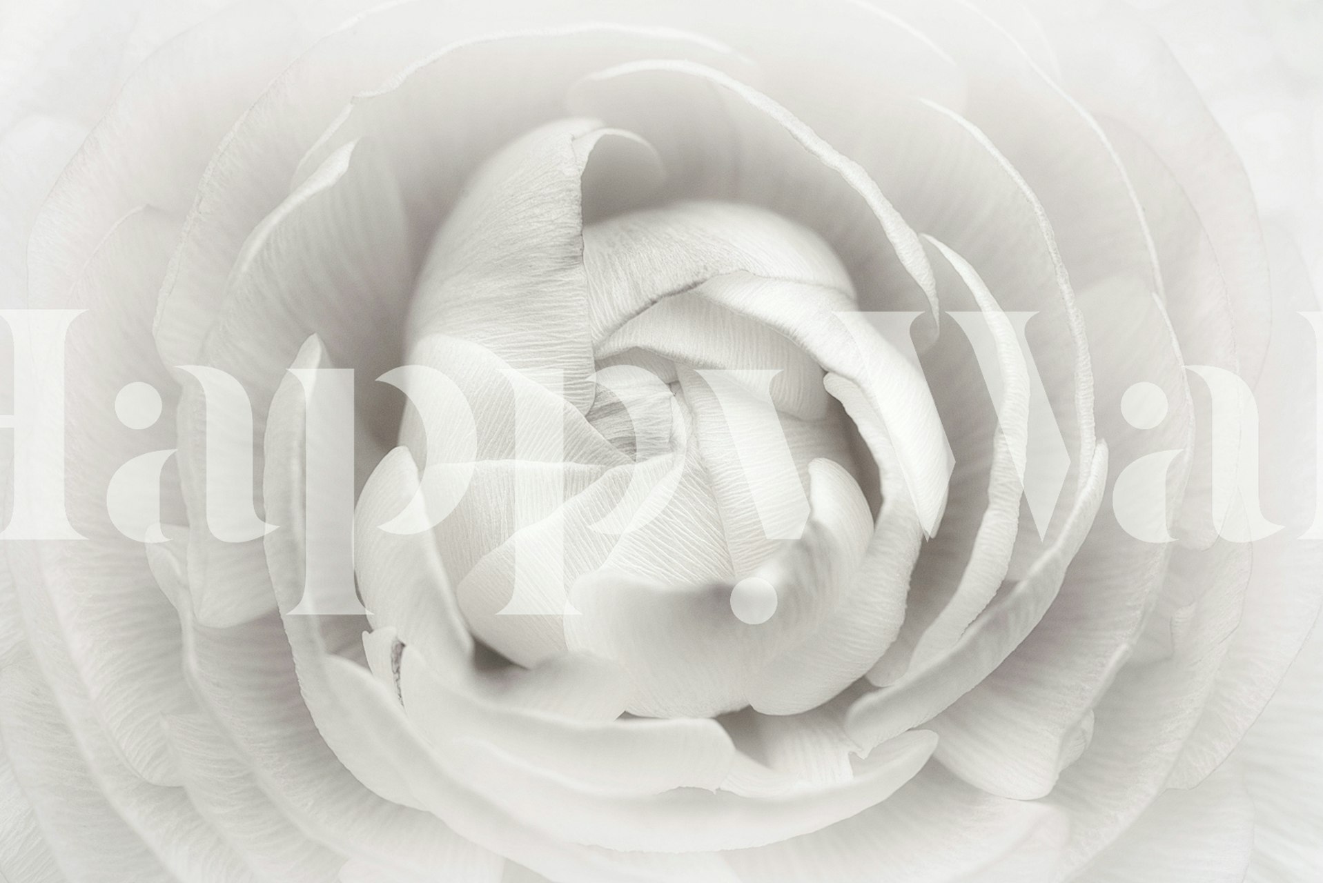 Ranunculus floral wallpaper in a room