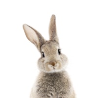 Peekaboo Bunny behang