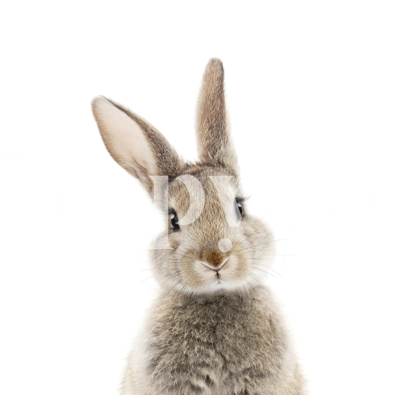 Adorable peekaboo bunny wall mural for playful interior decor