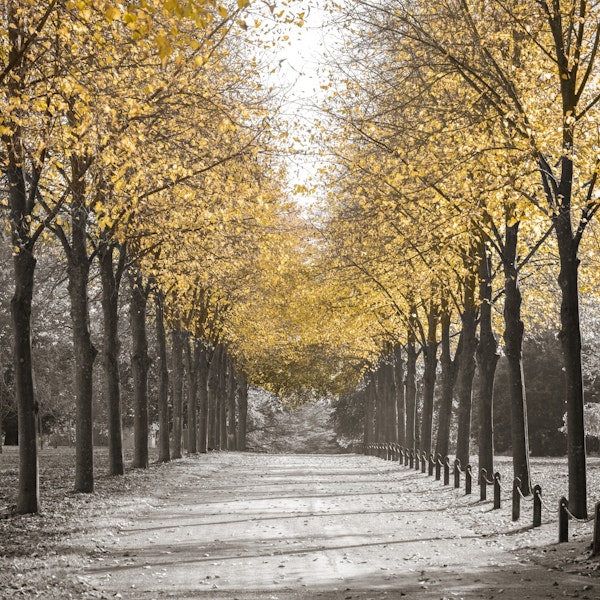 Golden Autumn Pathway