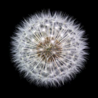 Delicate Dandelion Clock wallpaper