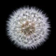 Delicate Dandelion Clock