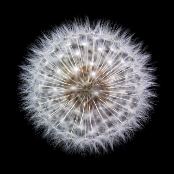 Delicate Dandelion Clock