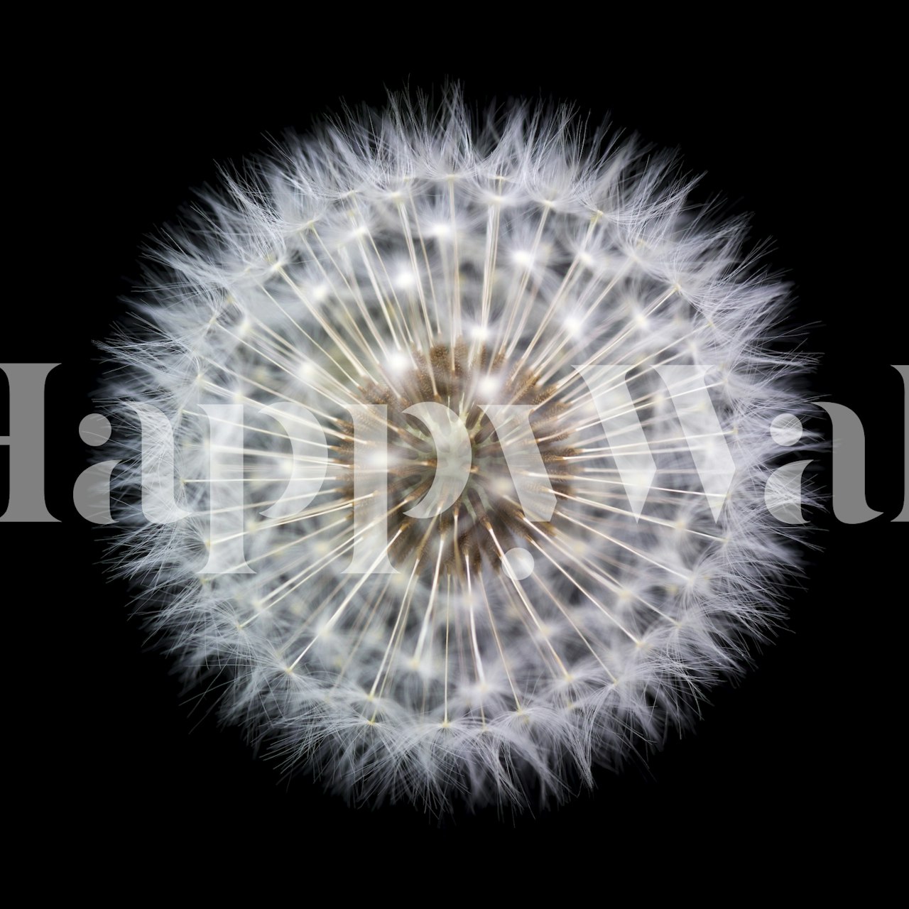 Tapeta Delicate Dandelion Clock v pokoji