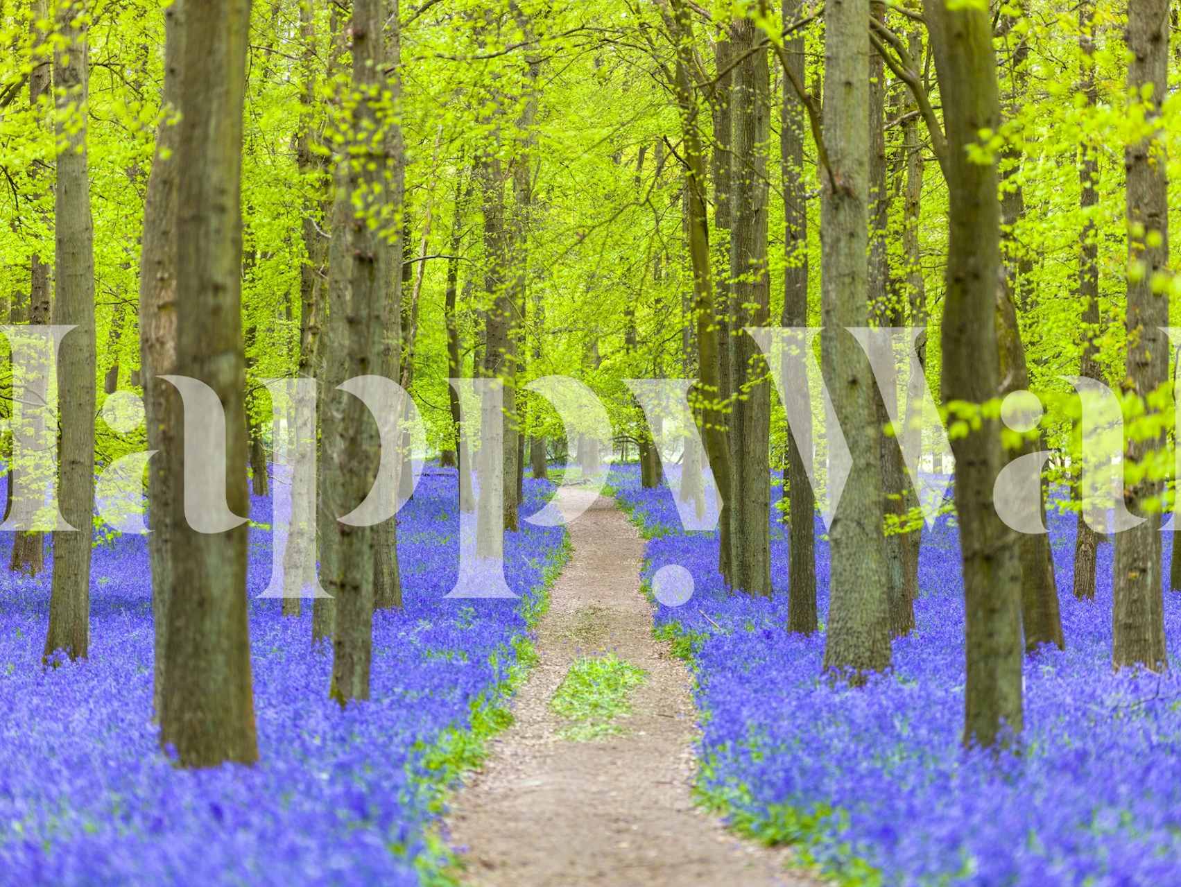 Bluebell Path wallpaper in a room