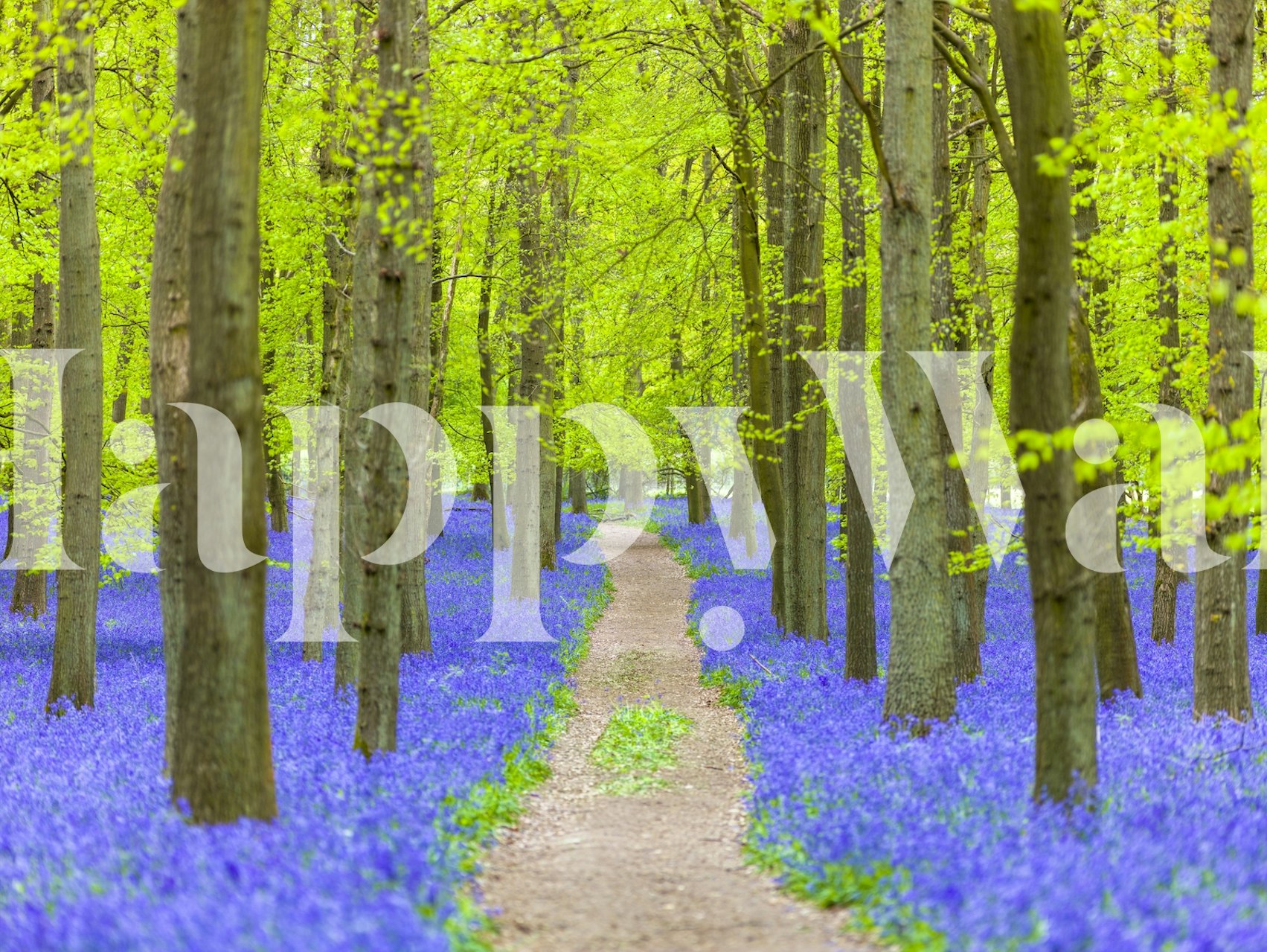Bluebell Path wallpaper in a room