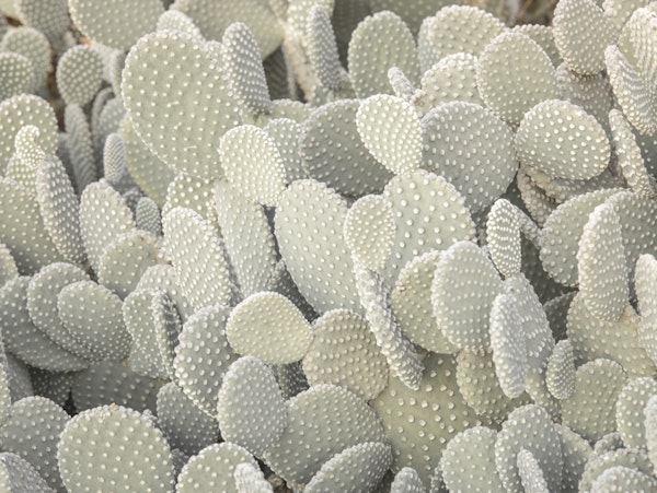 Serene Cactus Cluster