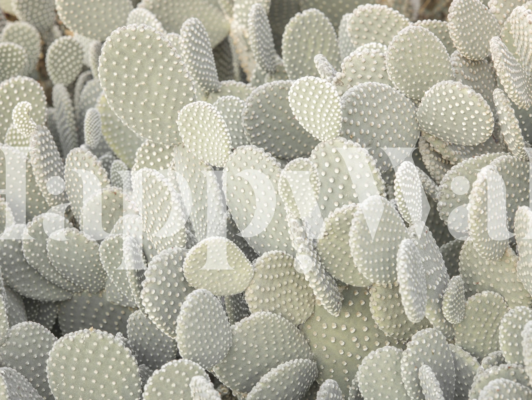 Tapeta Prickly Beauty of Cacti u sobi