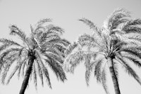 Palm Trees Beauty 5 papiers peint