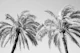 Palm Trees Beauty 5