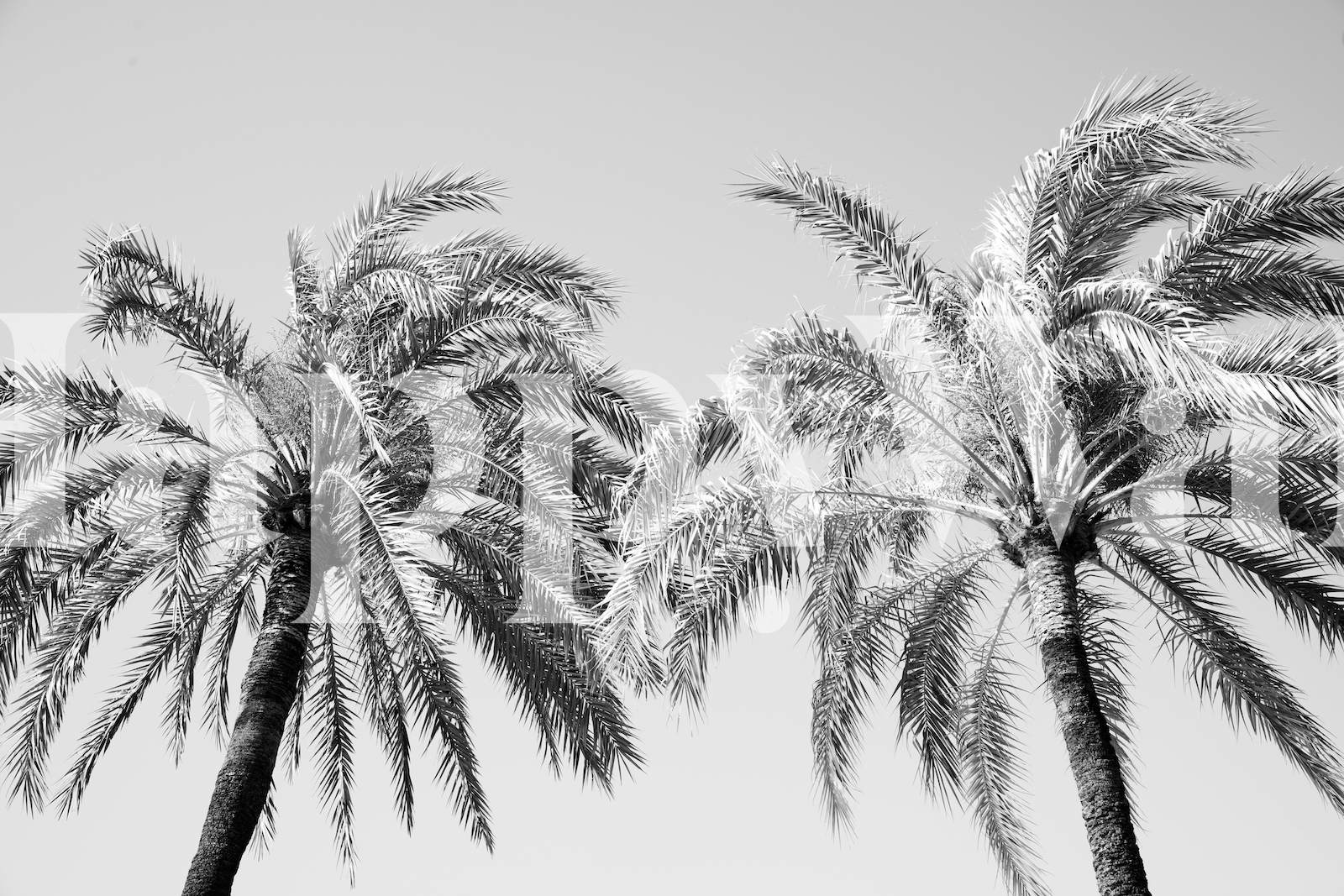 Buy Palm Trees Beauty 5 Wallpaper Happywall