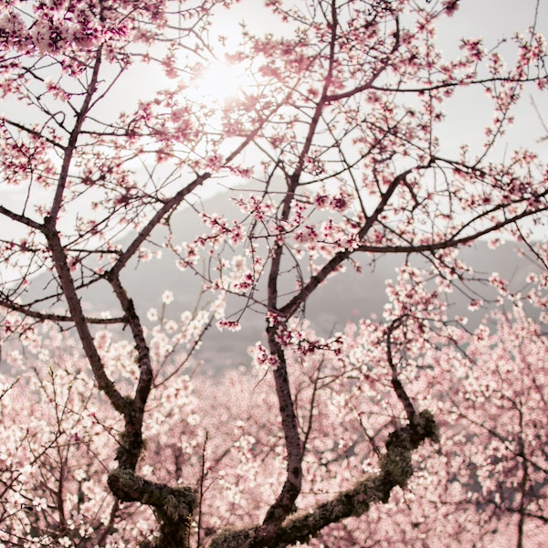 Flower Blossoms and Mountain