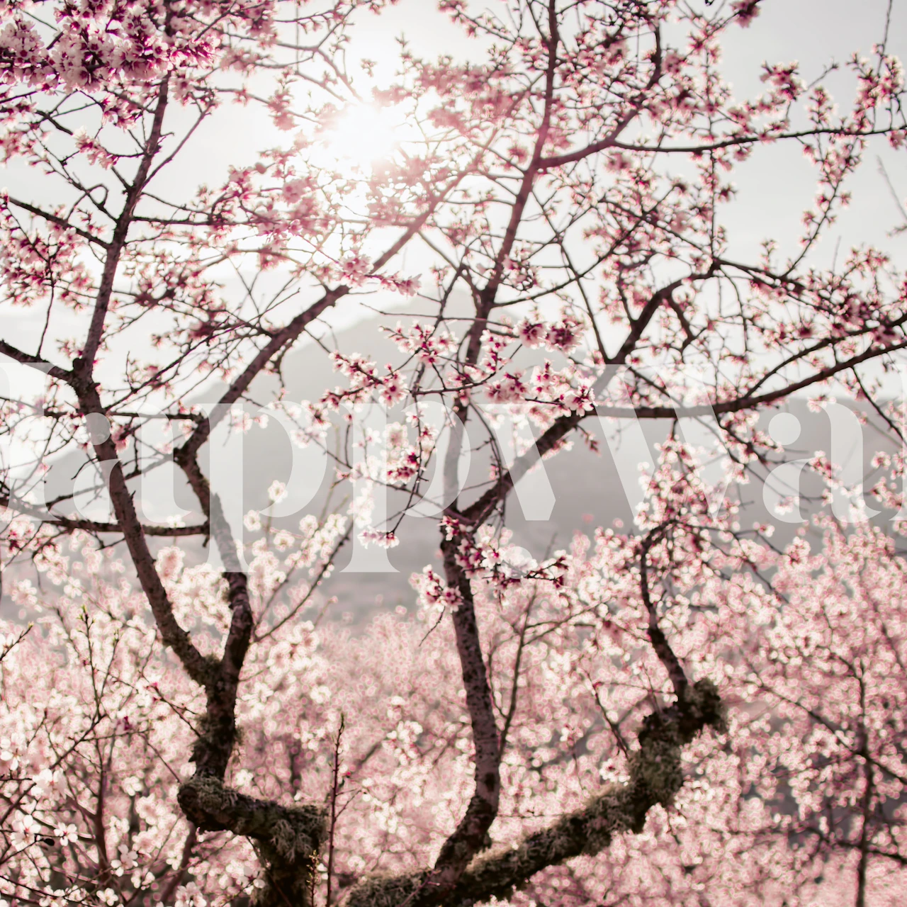 Flower Blossoms ja Mountain tapettisuunnittelu