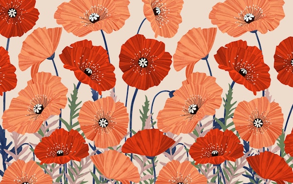 Red poppies flower