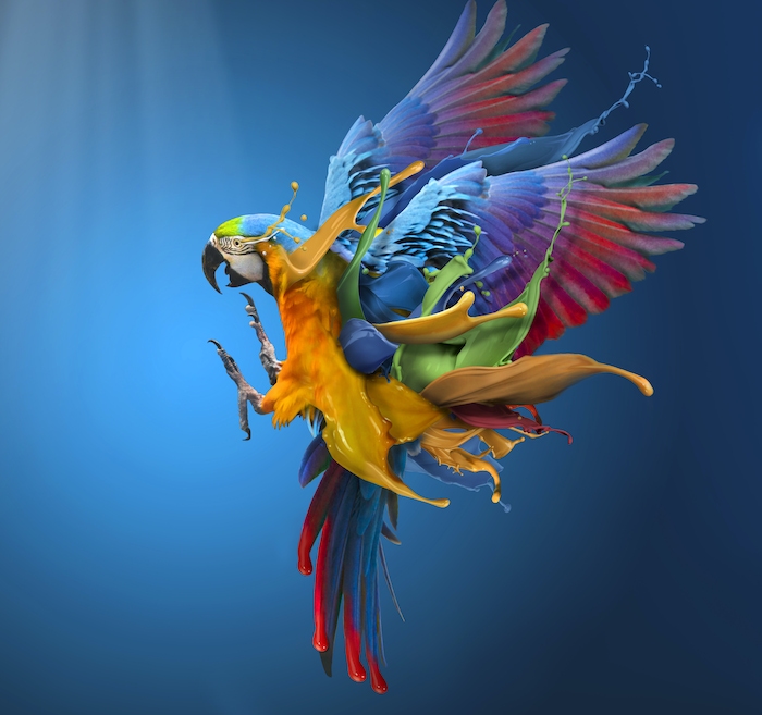 Colorful Parrot Splash Wallpaper