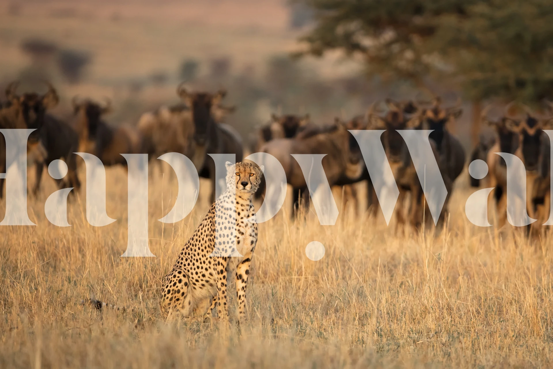 Cheetah design wallpaper in a room