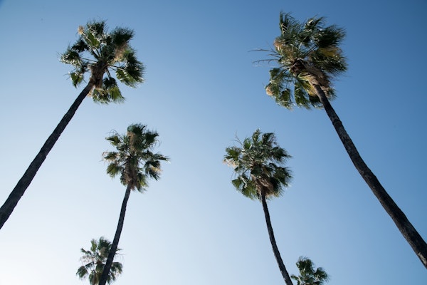 Under the Palm Trees 9