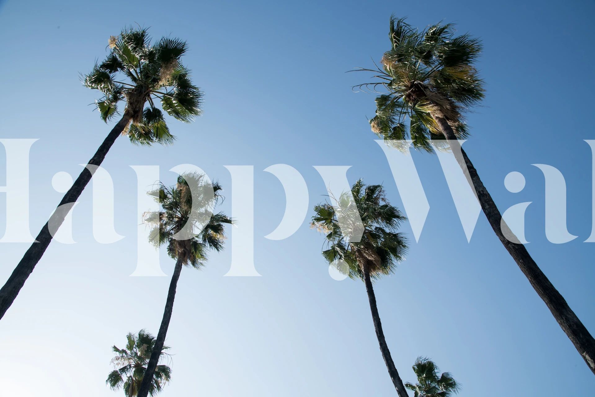 Alte palme contro un murale con cielo azzurro