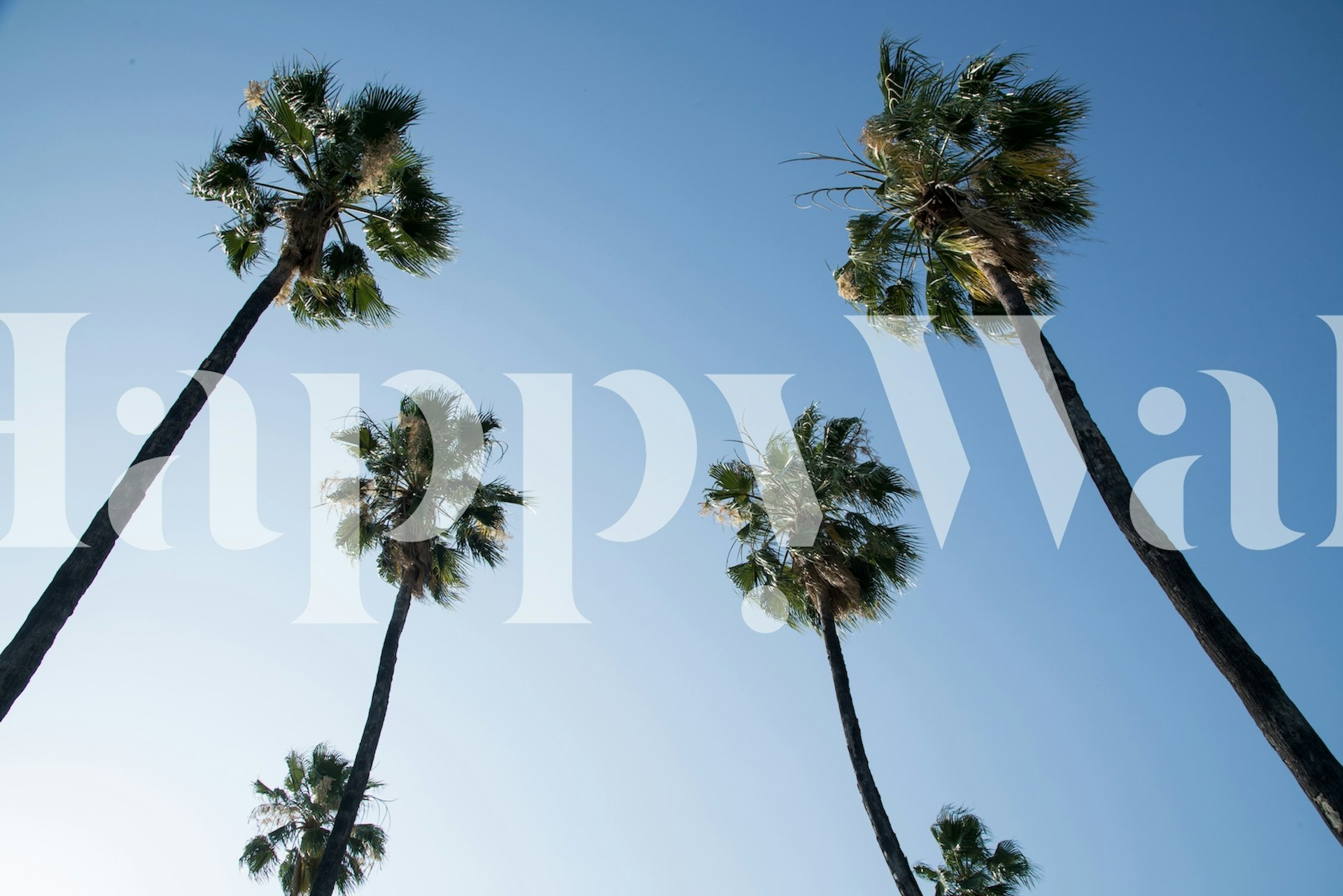 Alte palme contro un murale con cielo azzurro