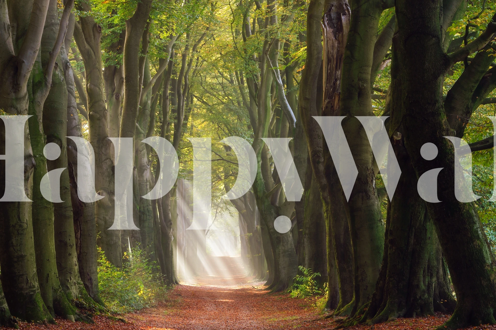 Lush forest with a pathway, green trees, sunlight beams, nature wallpaper