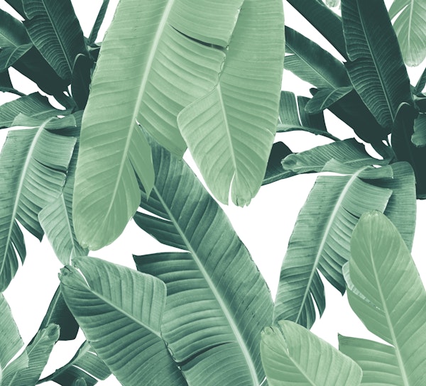 Tropical Banana Leaves Jungle 4b