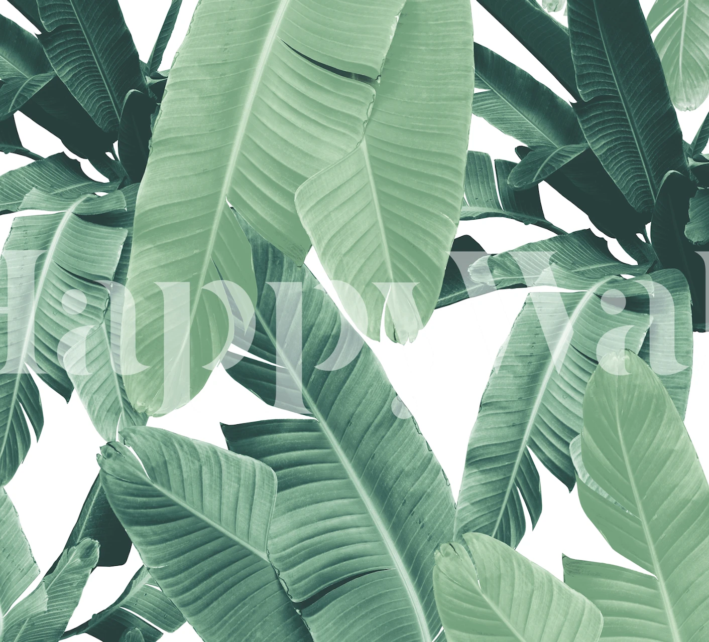 Green tropical banana leaves wallpaper