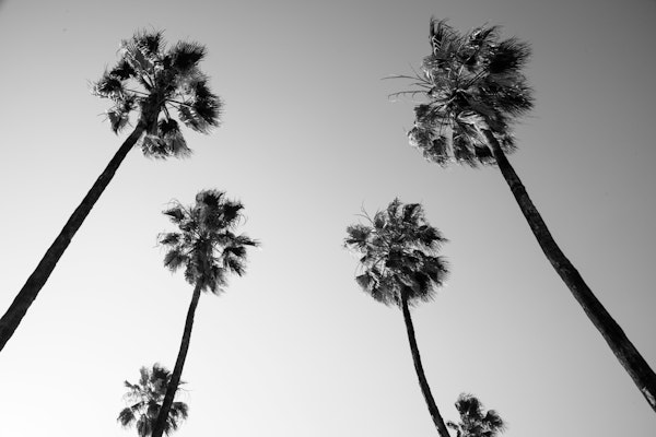 Under the Palm Trees 10